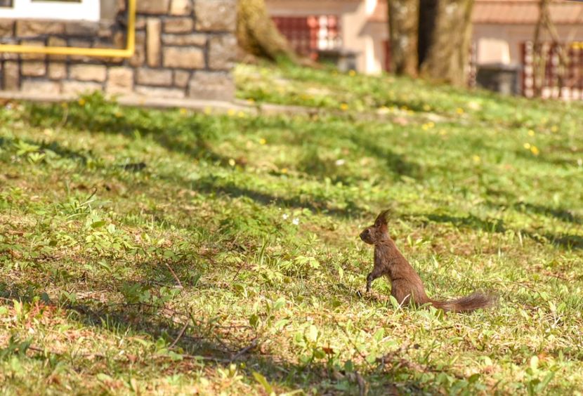  - 08 - Sinaia - Dichiu - Bolboci - Cheile Tătarului - aprilie 2019