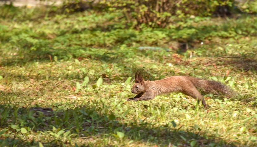  - 08 - Sinaia - Dichiu - Bolboci - Cheile Tătarului - aprilie 2019