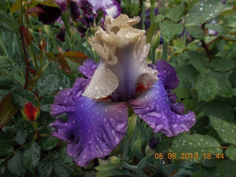  - IRISI BARBATA ELATIOR SI INTERMEDIA-2019