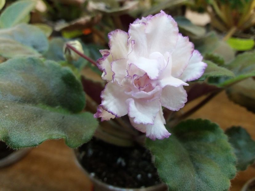  - ZZZFredette-s Sweet Jenny