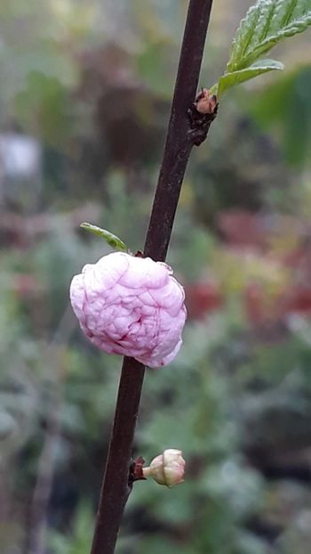  - Primavara 2019-2022