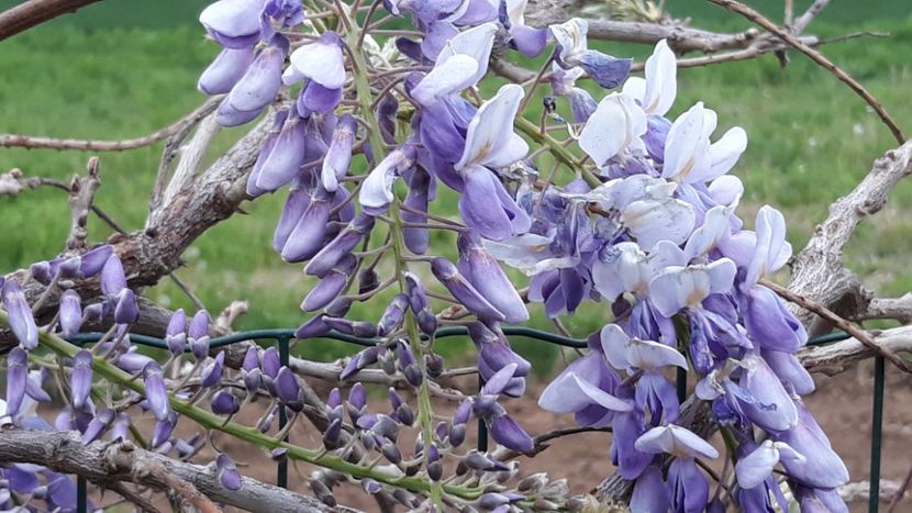  - Primavara 2019-2022