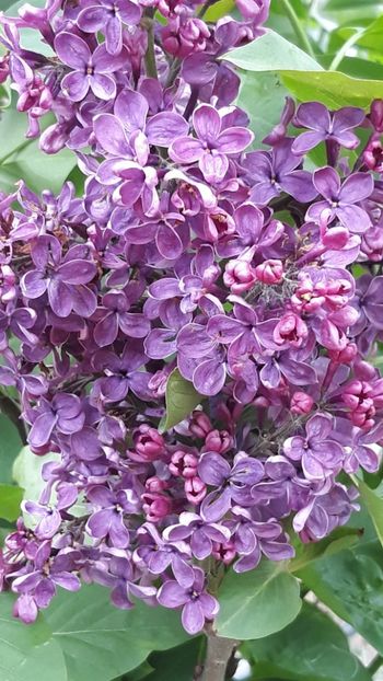  - Primavara 2019-2022