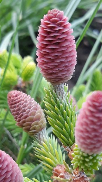  - Primavara 2019-2022