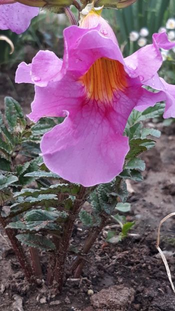  - Primavara 2019-2022