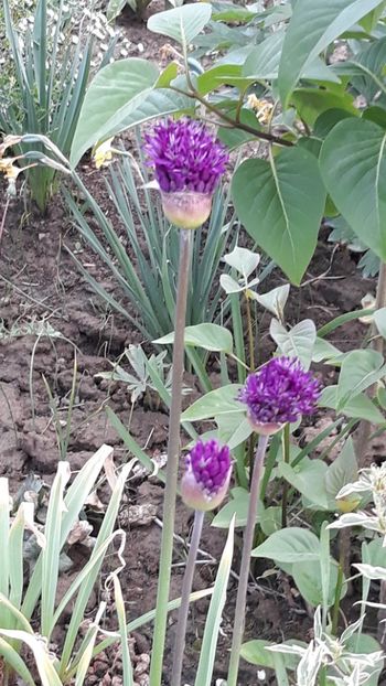  - Primavara 2019-2022