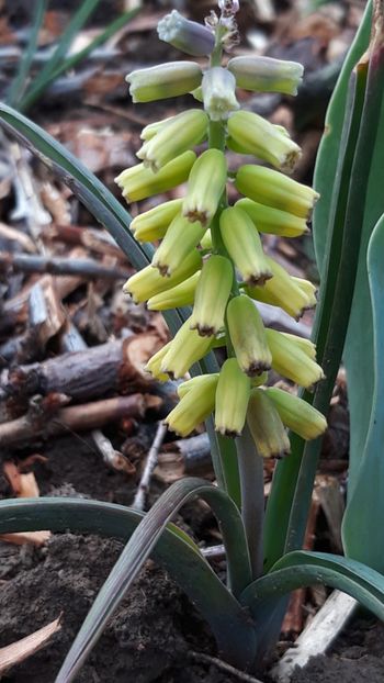  - Primavara 2019-2022