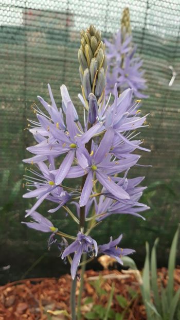  - Primavara 2019-2022