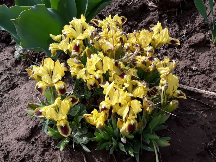 Maryanne - Vânzători seriosi pe sunphoto