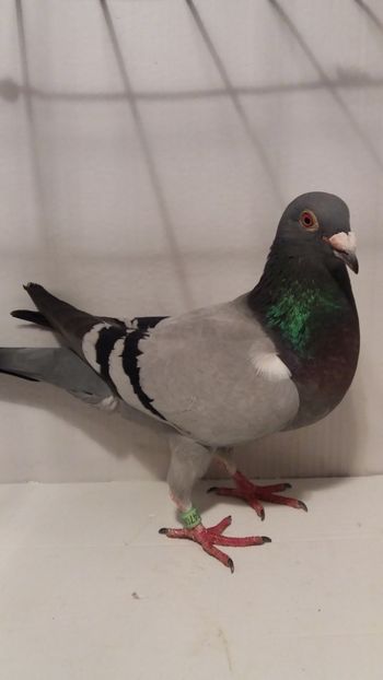 F 2018 vanduta - De! voiajori vanduti