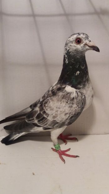 F 2018 luata de uliu 21 - Por luati de uliu