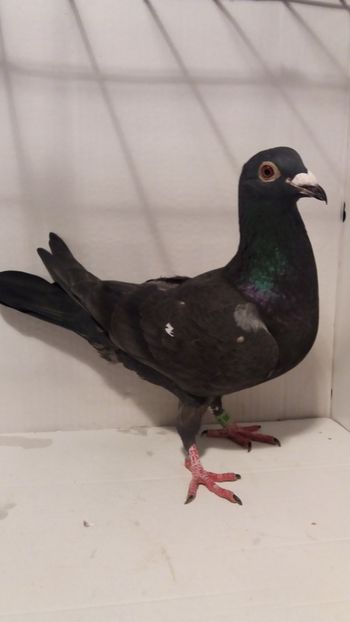 F 2018 luata de uliu 19 - Por luati de uliu