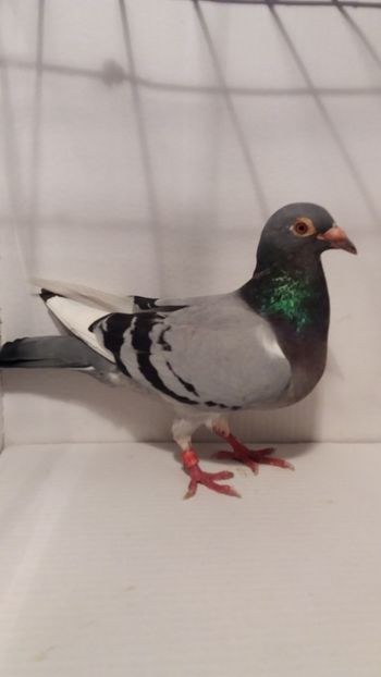 FZ 2017 achizitie - Por v achiziti