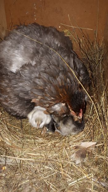 Cloșcă araucana 9 ouă 5 puișori - Pui si tineret 2019