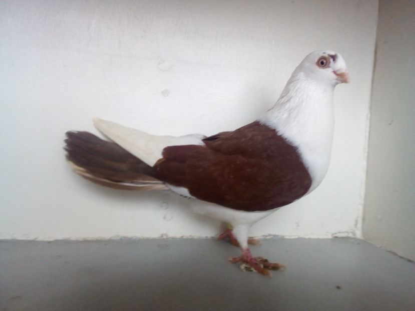  - jucatori de galati pe ros