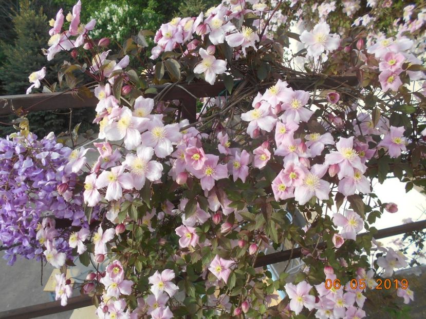  - 2Clematite 2019