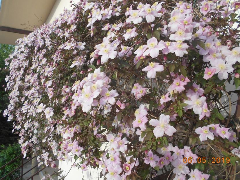 Mayleen - 2Clematite 2019