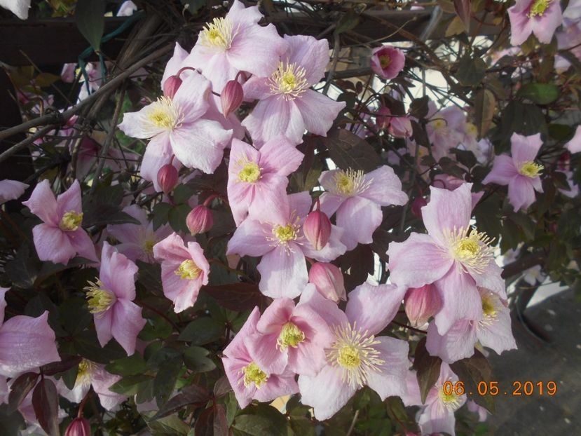  - 2Clematite 2019