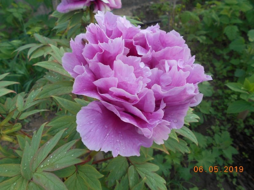 bujor arbustiv Lavender - 2Primavara2019