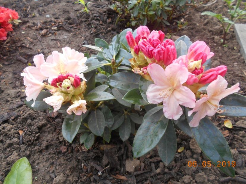 rhododendron Percy Wiseman - 2Azalee-rhododendroni-hortensii-hoste 2019