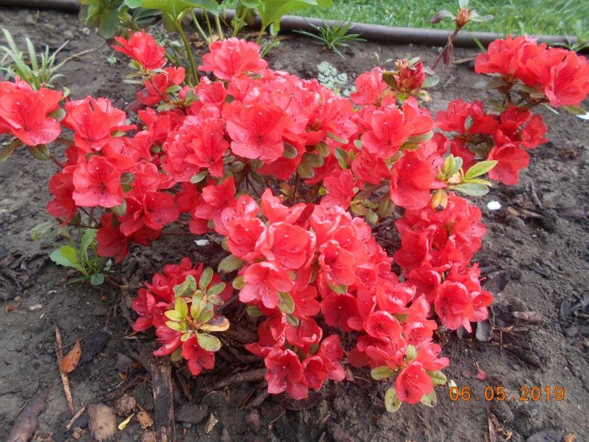 azalee Orange Beauty - 2Primavara2019