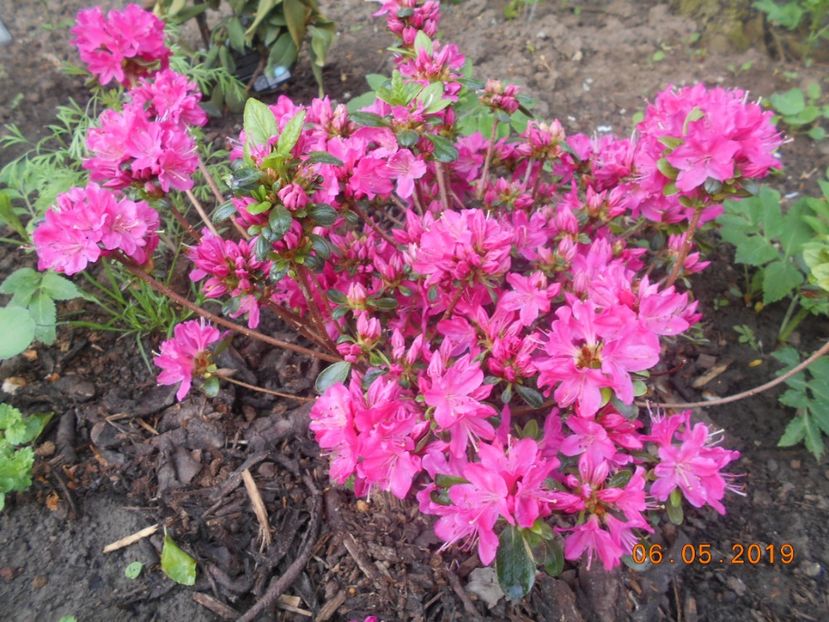 azalee Kermesina - 2Primavara2019