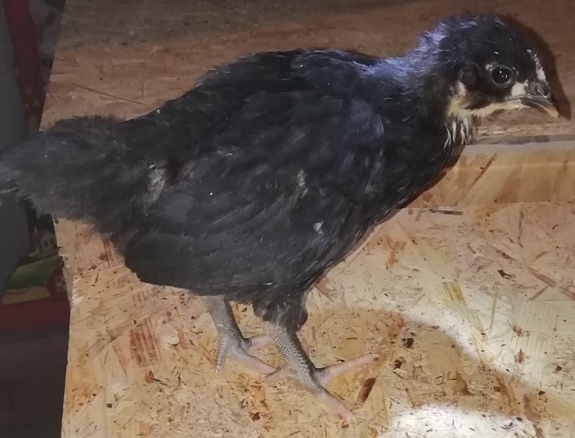 Australorp negru - 02 Pui de rasa primavara 2019