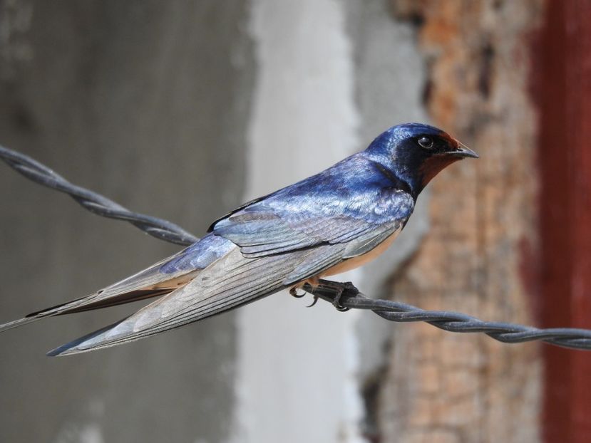 Rândunica (Hirundo rustica) - FOTOGRAFIE