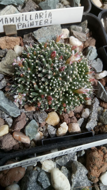 05.05.2019 - Mammillaria painteri