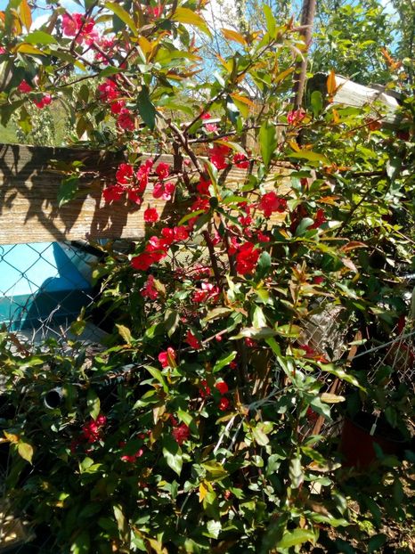  - Primavara in curte 2019