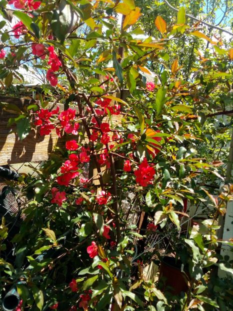  - Primavara in curte 2019