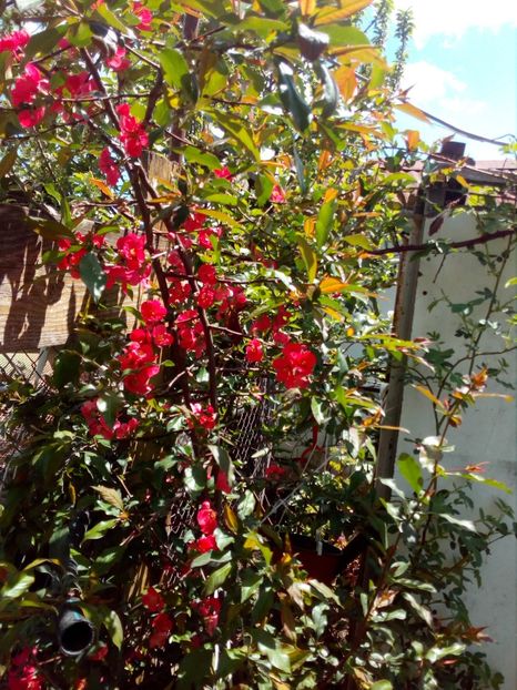  - Primavara in curte 2019