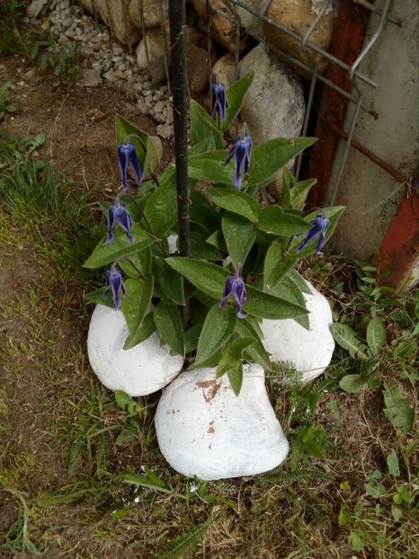  - Primavara in curte 2019