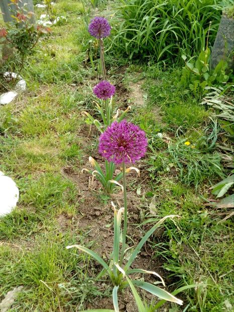  - Primavara in curte 2019