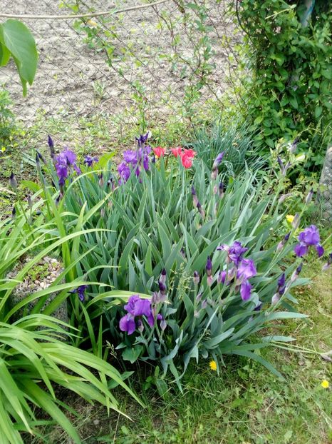  - Primavara in curte 2019