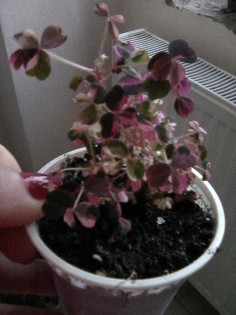 Photo0788 - Oxalis 2019