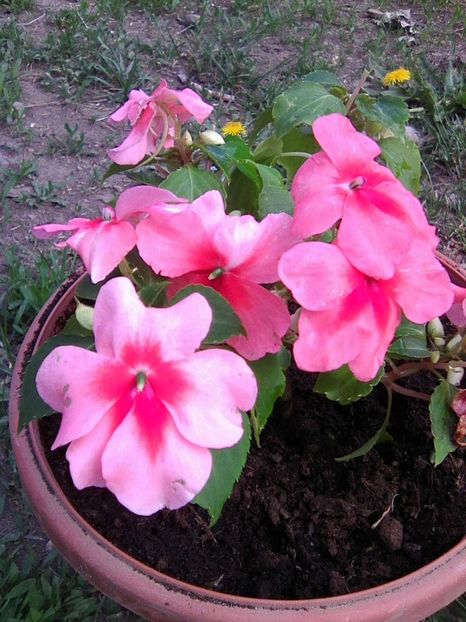 Photo0758 - Impatiens 2019