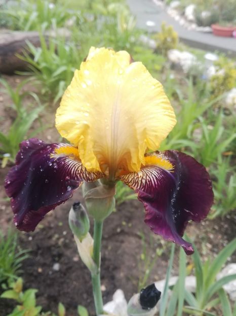 Blatant -done - Irisii mei - comenzi