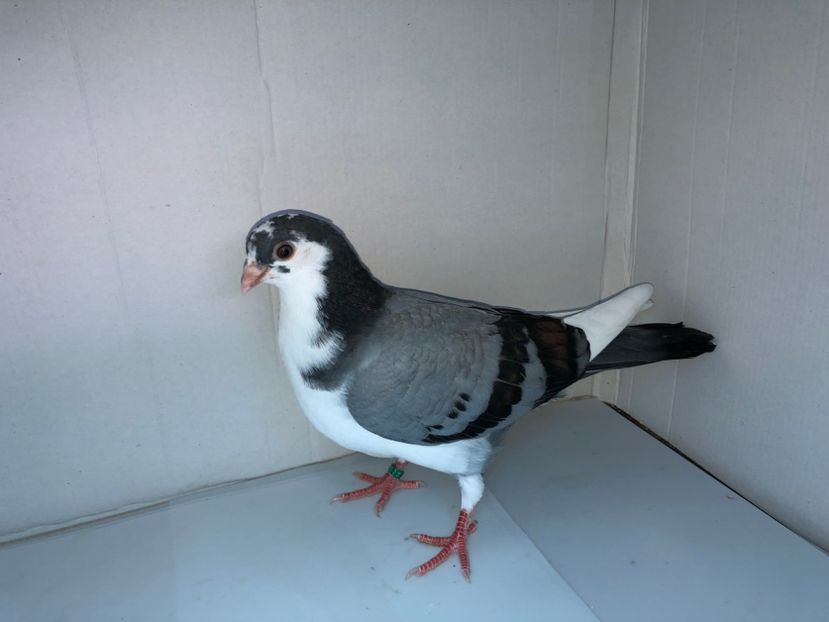 6836  mascul  2019 - Plecați ALBUM 2