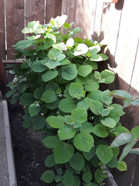 - Gradina mea 2019