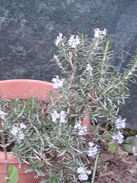  - Gradina mea 2019