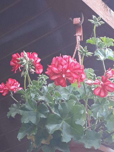  - Gradina mea 2019