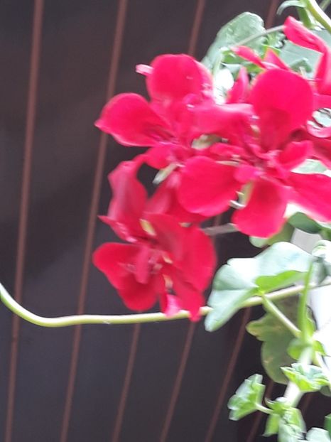  - Gradina mea 2019