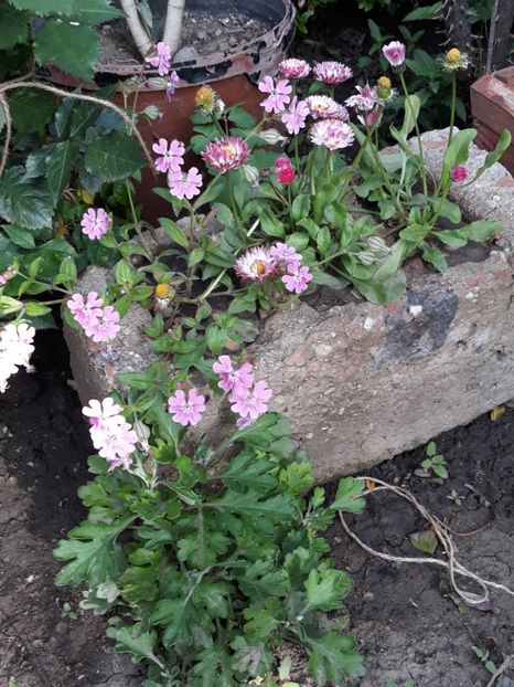  - Gradina mea 2019