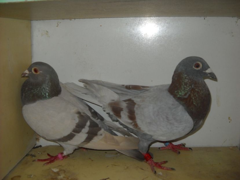  - UNDEVA IN SUCEAVA arhiva