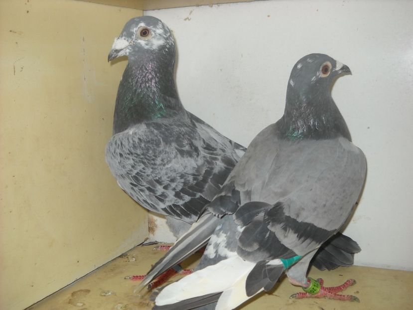 PER.Belg,M.2016 F.2018 -200 ron. - UNDEVA IN SUCEAVA arhiva