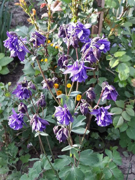  - Caldaruse 2019-2020