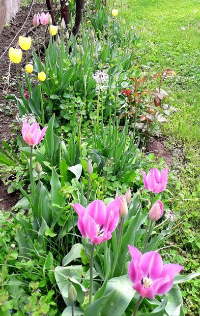  - AAAA_LALELE 2019_2020_2022_2023