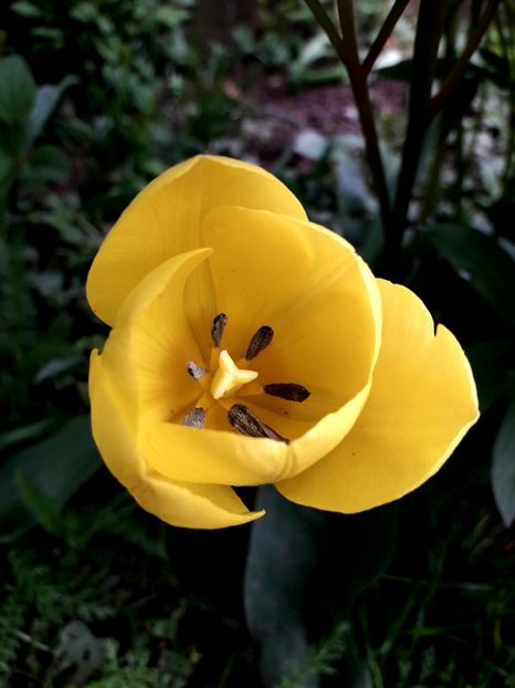  - AAAA_LALELE 2019_2020_2022_2023