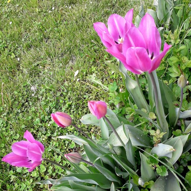  - AAAA_LALELE 2019_2020_2022_2023